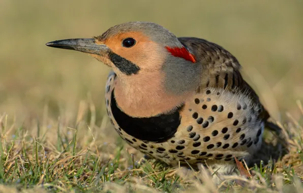 Grass, close-up, branches, nature, background, bird, woodpecker, beautiful