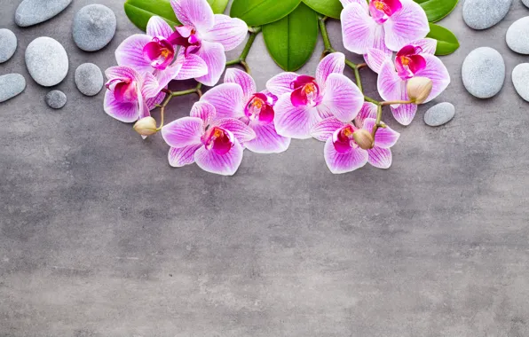 Picture flowers, branches, stones, background, pink, Orchid