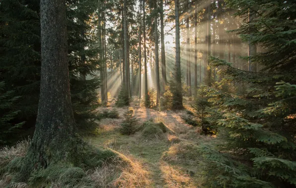 Picture forest, tree, the sun's rays