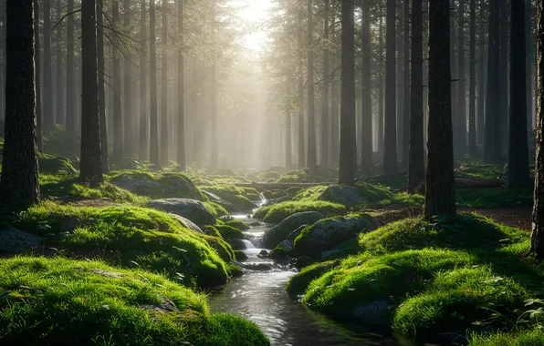 Forest, grass, stream, Wallpaper, moss, wallpaper, grass, forest