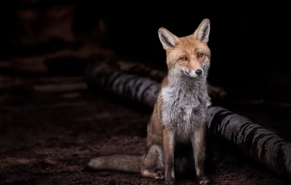 Look, nature, the dark background, Fox, log, face, sitting, Fox