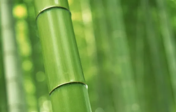Bamboo, nature, trunk macro