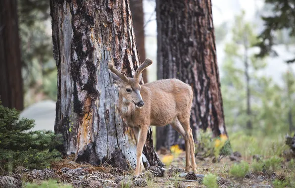 Picture forest, trees, nature, deer