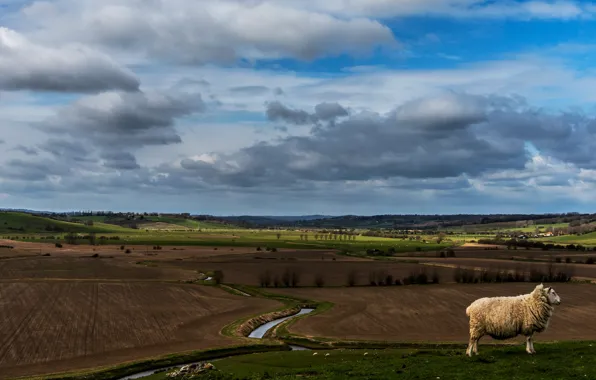 Field, the sky, clouds, landscape, field, spring, village, pasture
