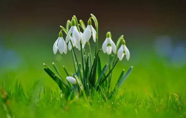 Picture greens, grass, background, spring, Snowdrops