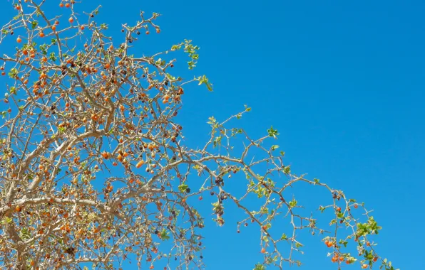 Summer, the sky, branches, nature, berries, widescreen, Wallpaper, branch