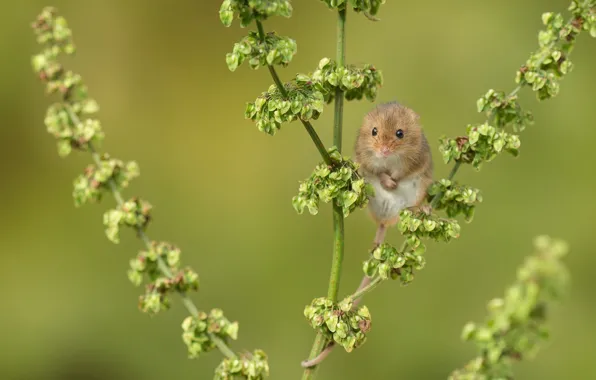 Plant, mouse, baby, funny