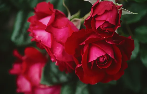 Macro, red, roses, petals, buds