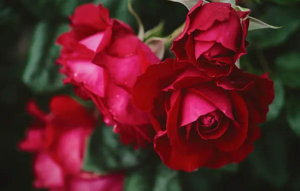 Macro, roses, petals, Bud, red