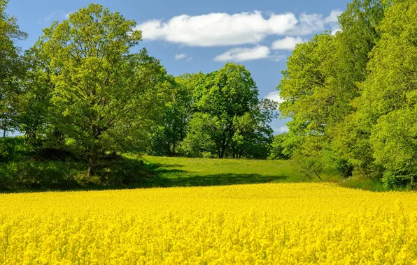 Field, trees, spring, Sweden, rape