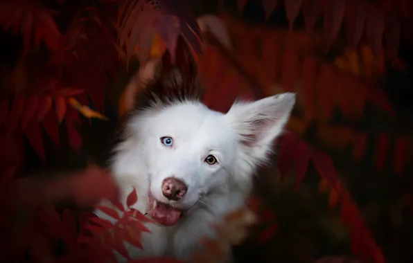 Autumn, nature, each, dog