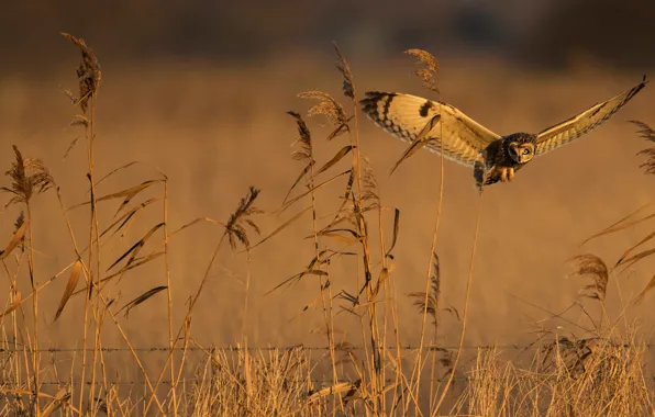 Picture field, summer, flight, owl, bird, stem, the fence