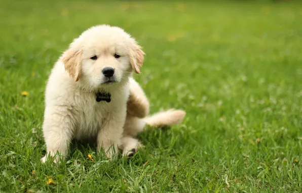 White, grass, dog, baby, puppy, sitting, pussy, lawn