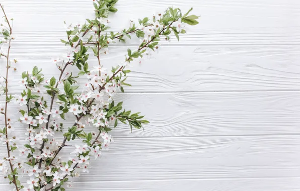 Picture branches, flowers, Board, spring
