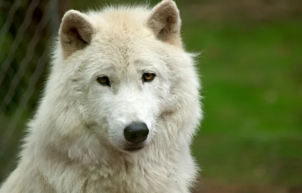 Picture white, look, face, wolf, white wolf