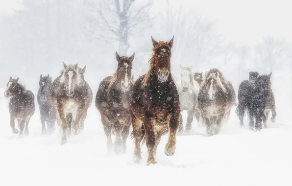 Winter, field, forest, look, snow, nature, horses, horse