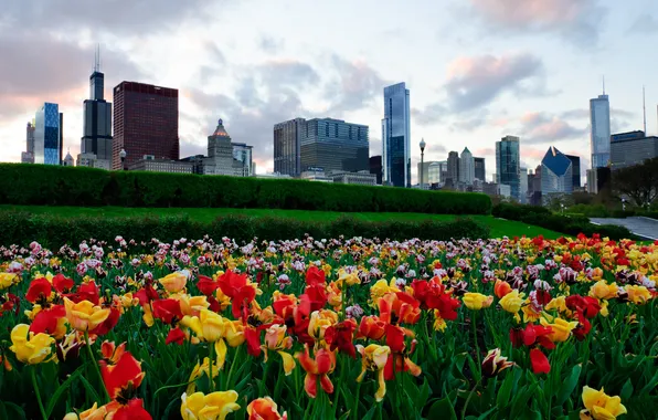 Picture the sky, flowers, building, skyscrapers, tulips, USA, America, Chicago
