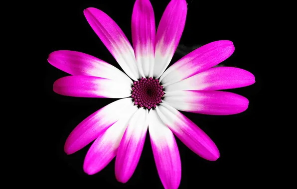 Picture flowers, background, paint, petals