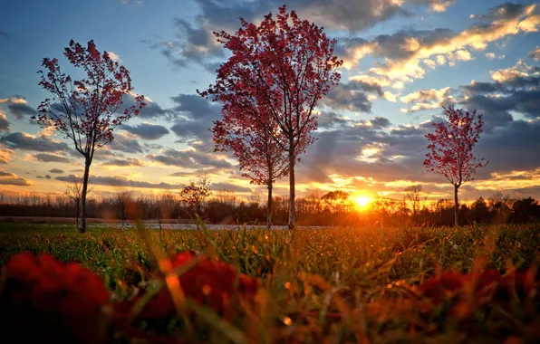 Autumn, grass, the sun