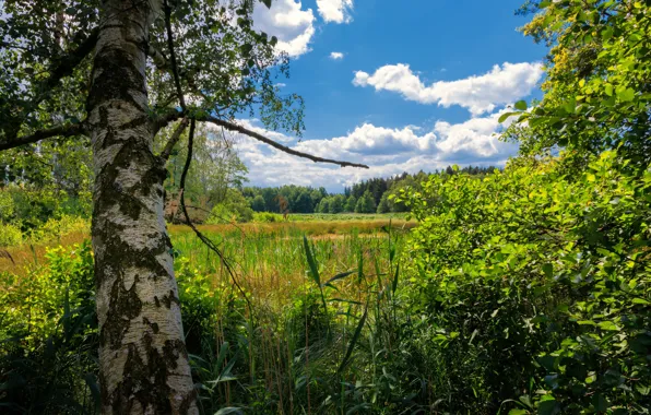 Greens, field, forest, grass, clouds, blue, tree, foliage