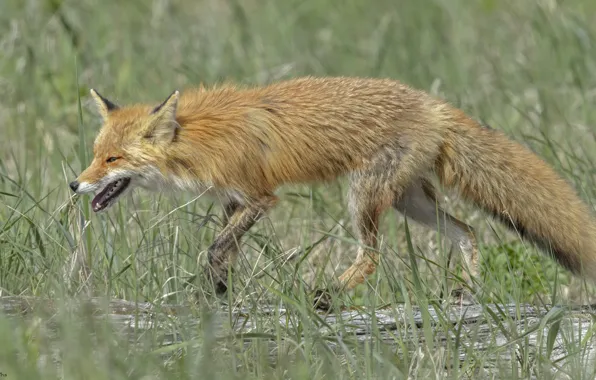 Grass, nature, Fox, tall grass, DUELL ©