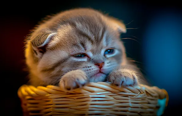 Cat, look, pose, the dark background, kitty, fold, baby, face