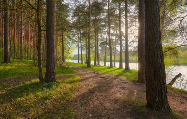 Forest, light, trees, fog, river, shore, morning, shadows