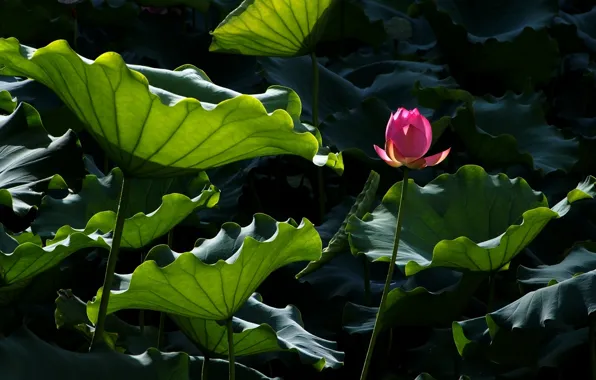 Flower, leaves, water, pond, Lotus, Lotus, flower, water