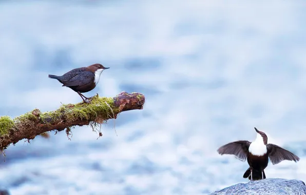 Picture bird, pair, the Eurasian dipper