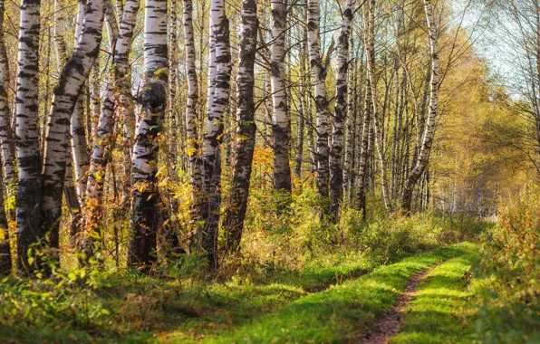 Autumn, forest, trunks, foliage, birch, grove, birch grove