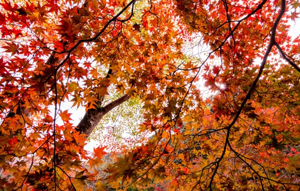 Autumn, forest, leaves, trees, Park, colorful, forest, landscape