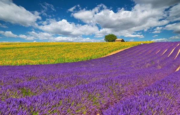 Field, the sky, clouds, sunflowers, yellow, lavender, lilac
