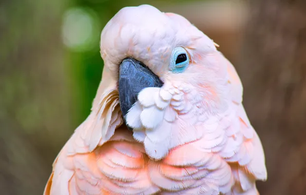 Picture look, background, pink, bird, portrait, parrot, bokeh, cockatoo