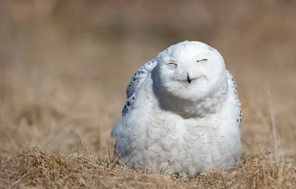 Picture white, nature, owl, bird, portrait, the expression, closed eyes, smile