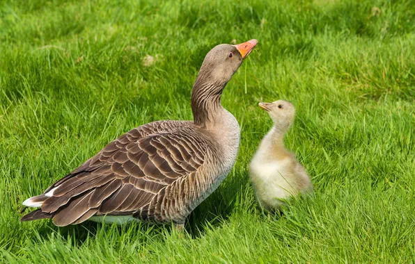 Grass, birds, glade, mom, chick, geese, Gosling, goose