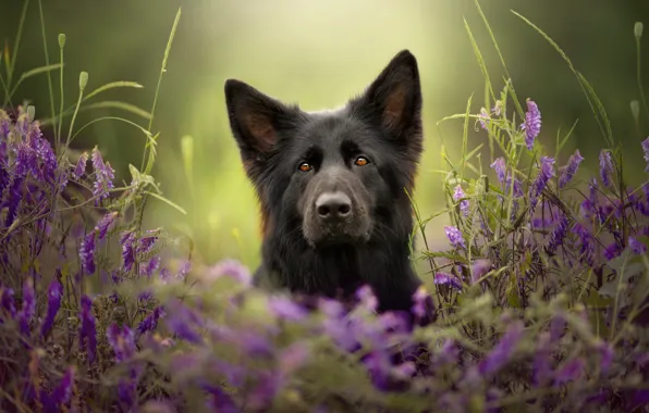 Summer, look, face, flowers, nature, pose, glade, portrait