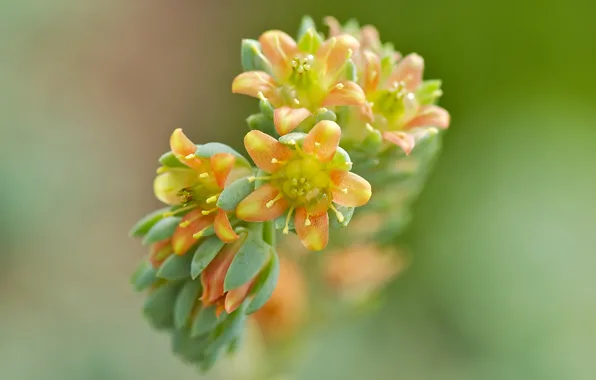 Flowers, branches, background, blur, yellow-orange