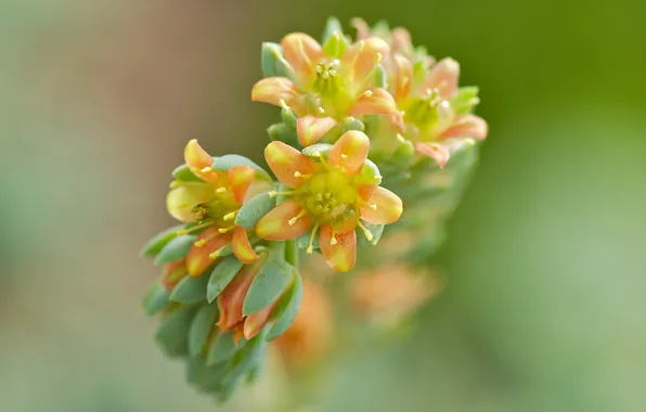 Picture flowers, background, branch, blur, yellow-orange