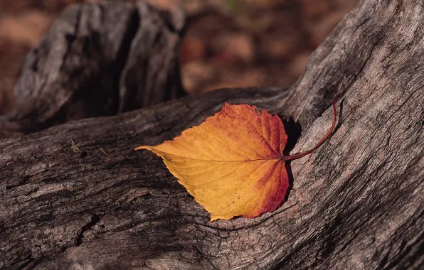 Sheet, tree, bark