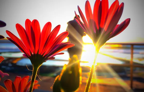 The sun, rays, light, nature, paint, petals, stem