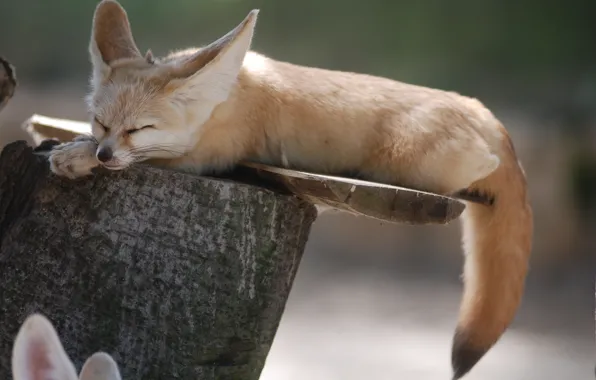 Stump, sleep, Fox, Fenech