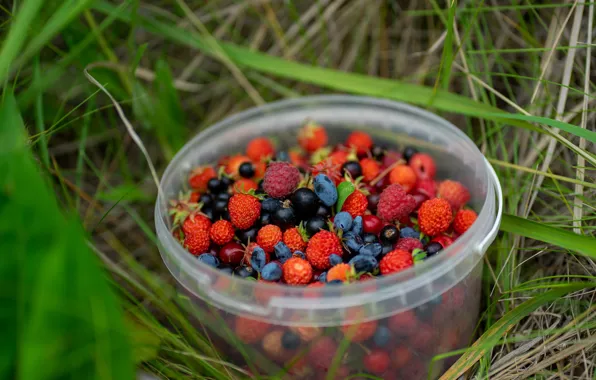 Grass, cherry, berries, raspberry, strawberries, currants, bucket, cuts