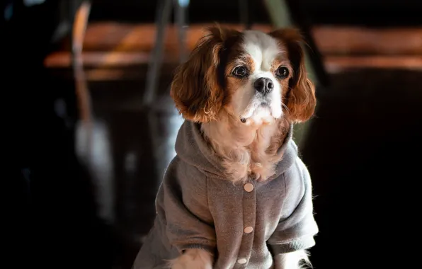 Look, portrait, dog, face, the jacket, The cavalier king Charles Spaniel