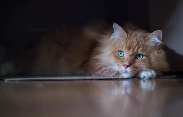 Cat, cat, background, fluffy, red, lies, green eyes, peach