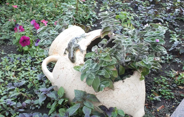 Flowers, lizard, pitcher
