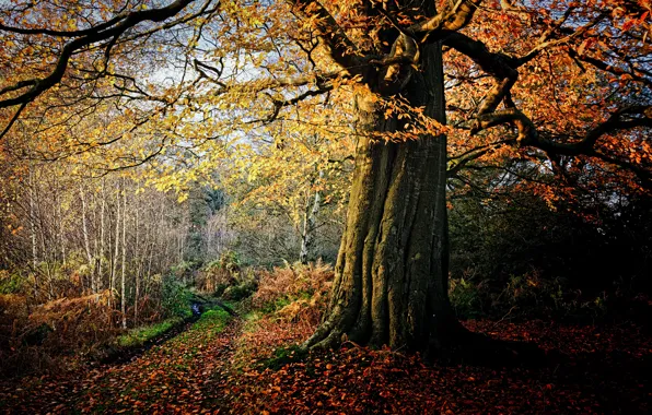 Autumn, forest, light, tree, foliage, track, falling leaves, path