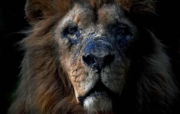Face, Leo, beast