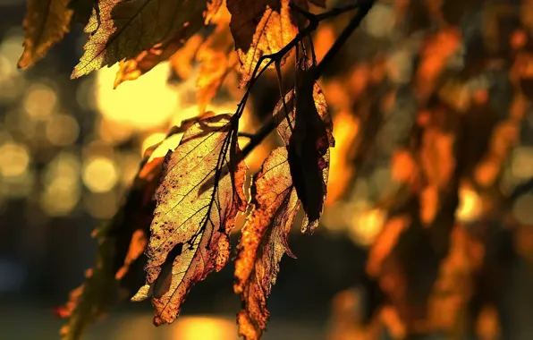 Autumn, leaves, nature