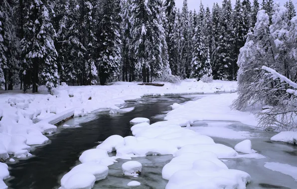 Picture forest, snow, trees, river, panorama