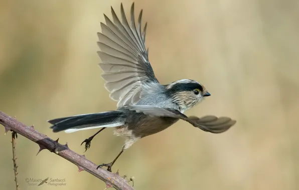Bird, bird, the rise